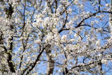 Almendro en flor en Madrid (España)