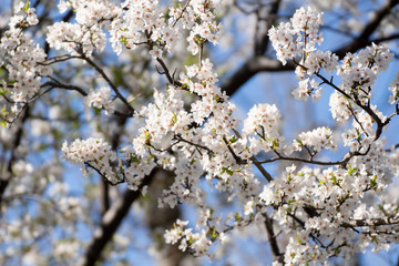 Almendro en flor en Madrid (España)