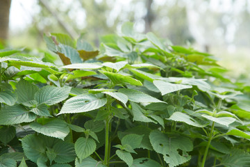 Perilla frutescens crispa