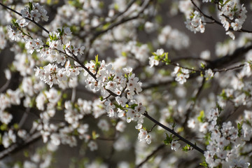 Almendro en flor en Madrid (España)