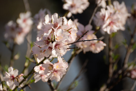Almendro en flor en Madrid (Espa&ntilde;a)