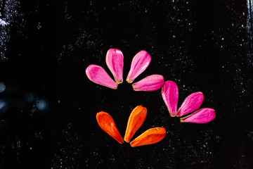 Cosmos flower against the black background.