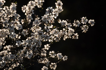 Almendro en flor en Madrid (España)