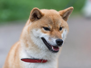 Shiba Inuu dog
