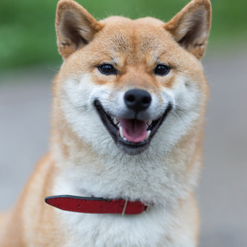 Portrait of shiba Inuu dog outdoors