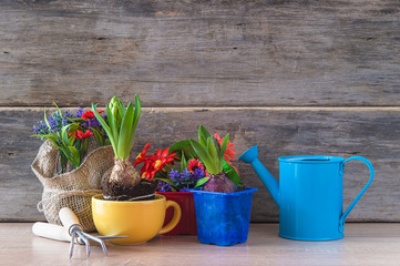 Spring gardening composition. Various spring flowers in pots, hyacinths growths and gardening tools on rustic wooden background. Space for text