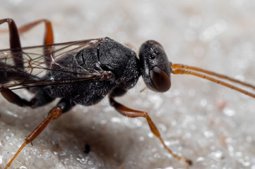 Macro Photo of Black Wasp on The Floor