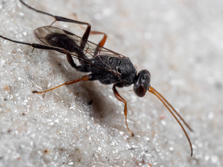 Macro Photo of Black Wasp on The Floor