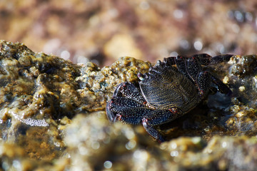 brown crab in shell is sitting on the edge of a stone by the sea. Animals in the wild. Background