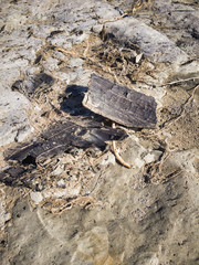 Fossilized carbonized tree. A miracle land where fossils from 1.7 to 2 million years ago are exposed on a large scale. 