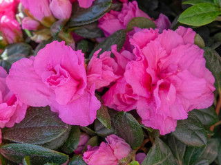 colorful azalea flowers close up in the garden