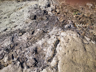 Fossilized carbonized tree. A miracle land where fossils from 1.7 to 2 million years ago are...