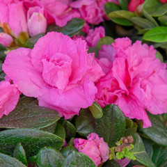 colorful azalea flowers close up in the garden