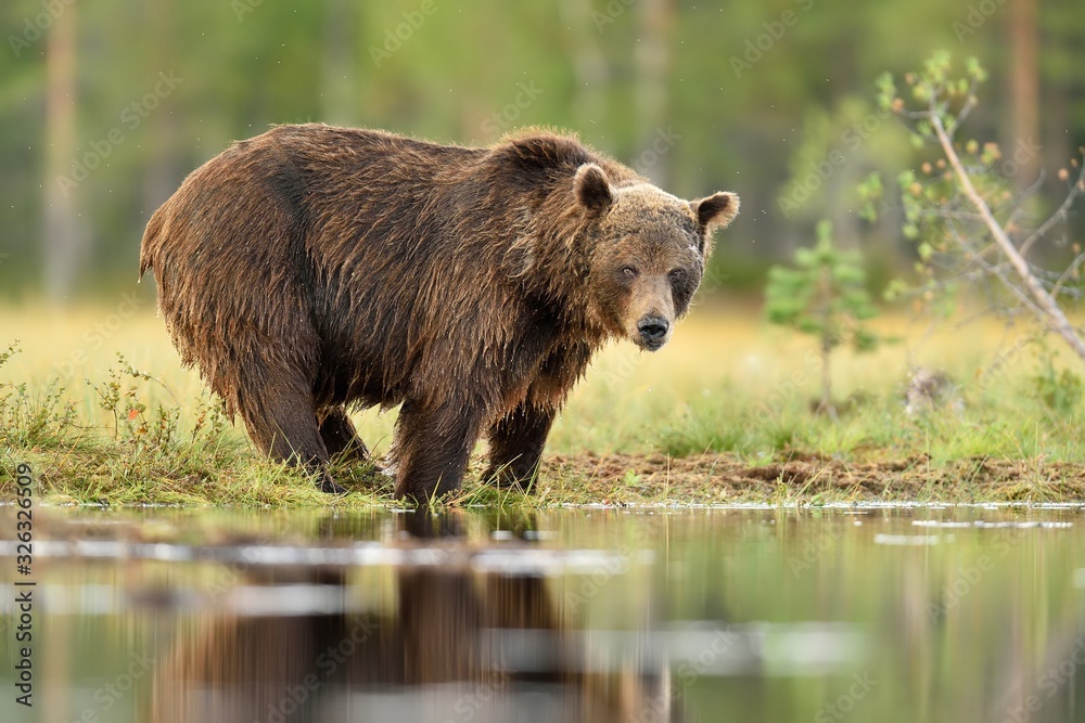 Wall mural big male brown bear