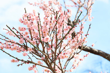 梅の花　青空
