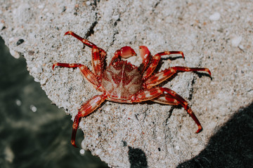 crab on rock