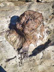 Fossilized carbonized tree. A miracle land where fossils from 1.7 to 2 million years ago are exposed on a large scale. 