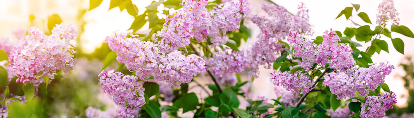 Panoramic view of a purple lilac branch. Lilac flowers and leaves. Clusters of small flowers