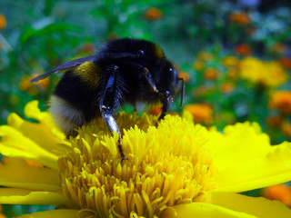 Bumblebee on a flower
