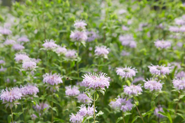 Monarda didyma