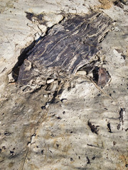 Fossilized carbonized tree. A miracle land where fossils from 1.7 to 2 million years ago are exposed on a large scale. 