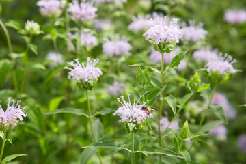 Fototapeta premium Monarda didyma