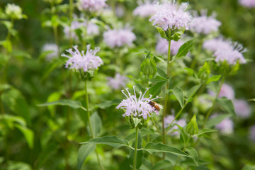 Monarda didyma