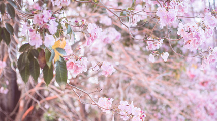 Beautiful pink flower look likes Sakura Flower or Cherry Blossom with Beautiful Nature Background. Spring flower tree blossom. The romantic of pink flower trees for valentine or wedding background