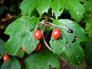 Berries in the garden