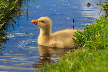 A fluffy yellow gosling (baby goose) in a creek