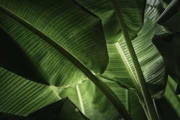 Green banana leaves in nature,color toned.