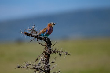 Lilac Breasted roller on a branch against a blurred background in Masai Mara, Kenya