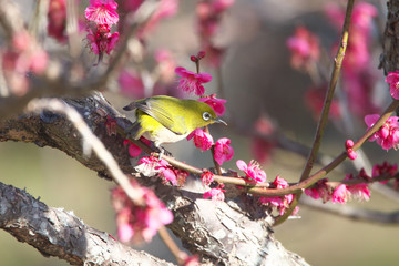 メジロと梅