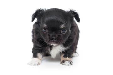 Small black Chihuahua puppy