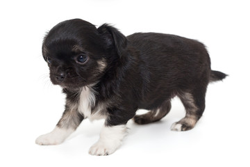 Small black Chihuahua puppy