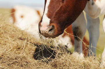 brown white cow eats hay