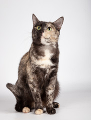 Beautiful tricolor cat is sitting in the studio looking up on white background