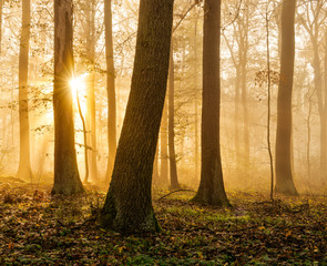 Enchanted Forest in Autumn, Morning Fog illuminated by Sunlight