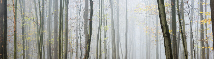 Panorama of Foggy Beech and Oak Forest in Autumn	