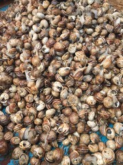 fish market snails