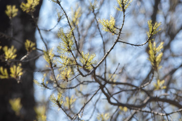 Hojas verdes de un árbol naciendo en primavera