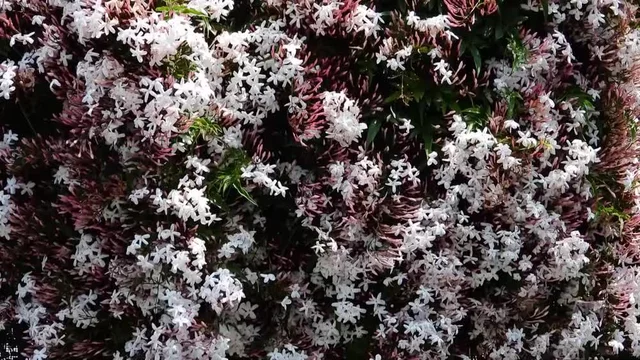 茉莉花 Images – Browse 67 Stock Photos, Vectors, and Video | Adobe
