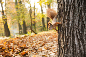 Close up of a squirrel with a bushy tail on a tree at the autumn forest
