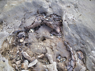 Tree fossils are exposed. A miracle land where fossils from 1.7 to 2 million years ago are exposed on a large scale. 