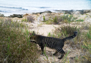 Fototapeta na wymiar Cute street cat walking near the beach in Cyprus.