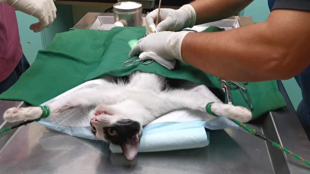 cat on the operating table and  veterinary surgery