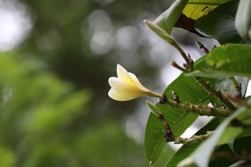Beautiful colourful flower in full bloom in a Sydney park on at sunset