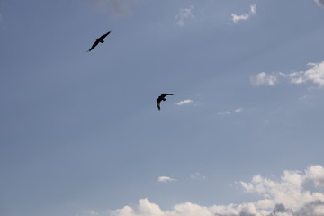 Two crows flying over a Sydney park with blue skies and white clouds as the background