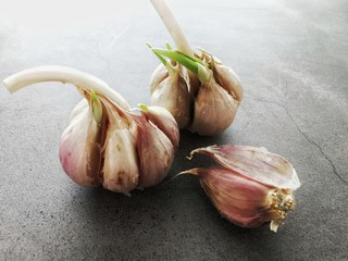 Garlic with young sprouts. Sprouting cloves of garlic. Dark background. Close up. 
