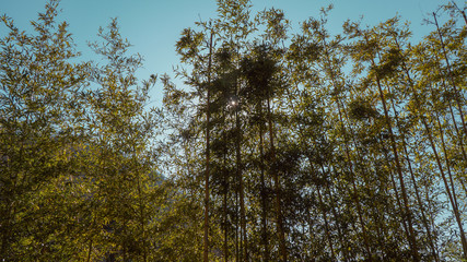 bamboo in forest